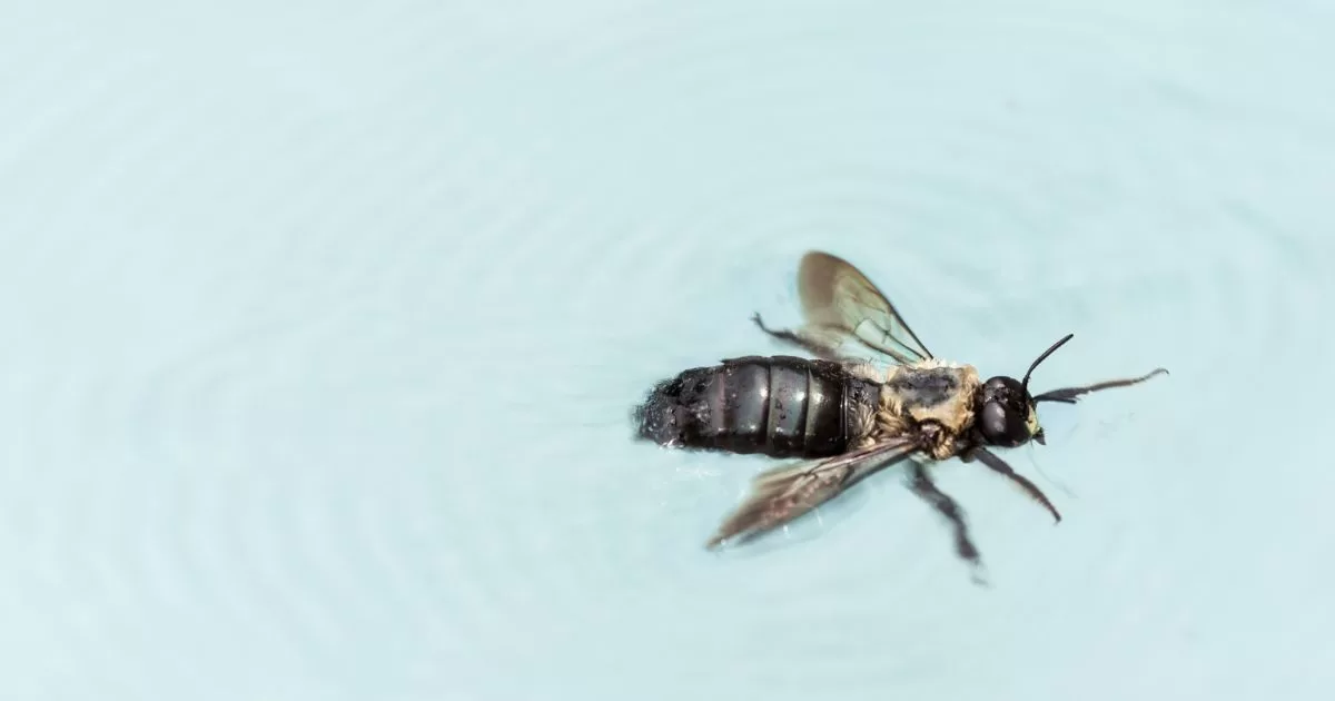 A bee is swimming in a swimming pool.
