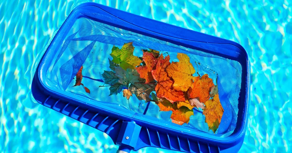 A grouping of fall leaves is skimmed out of the pool.